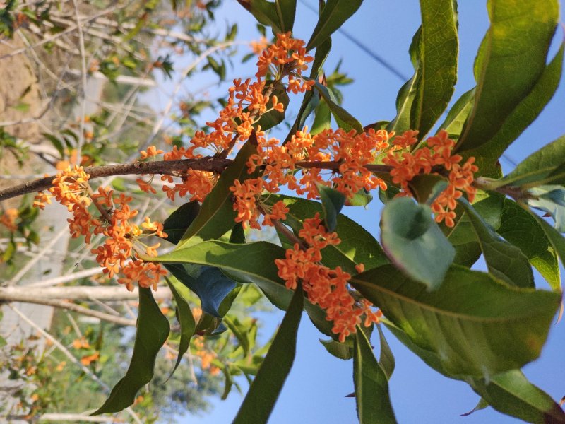 桂花苗，桂花树，丹桂苗，金桂苗，保品种，2-6公分桂花