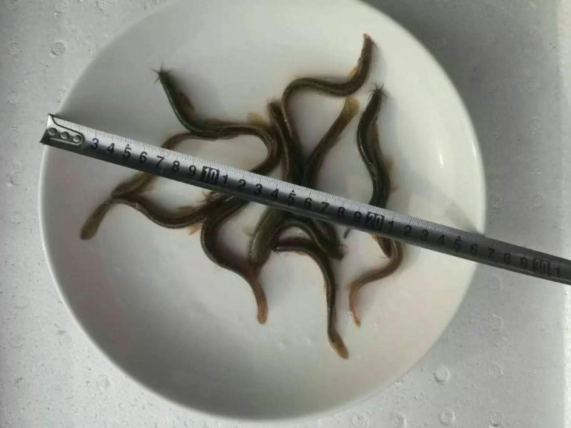 台湾小泥鳅苗新鲜幼苗台鳅寸苗青鳅苗活体全国发货