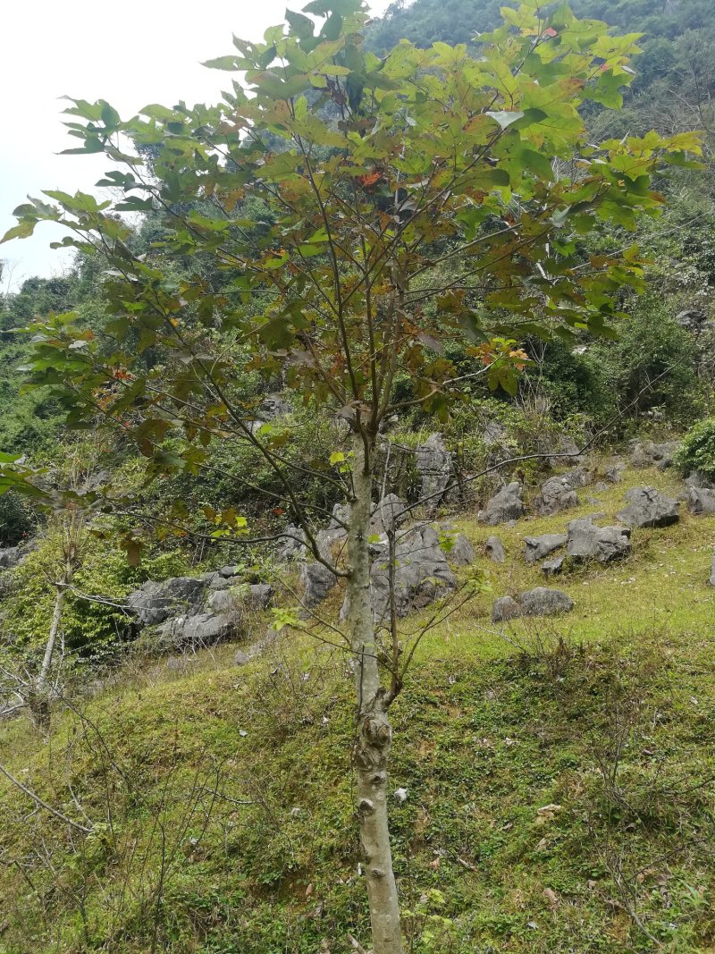 造型树枫香树桩绿化树园林木枫树