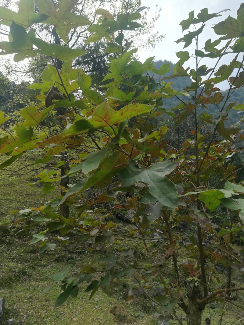 造型树枫香树桩绿化树园林木枫树