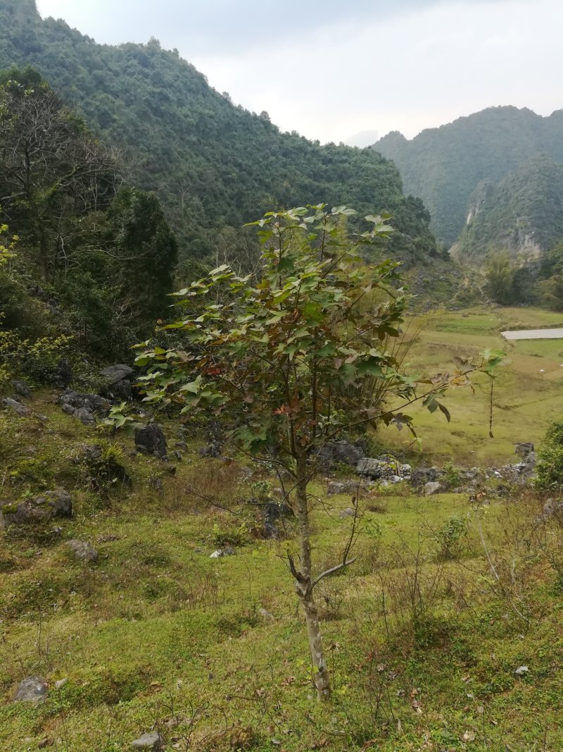 造型树枫香树桩绿化树园林木枫树