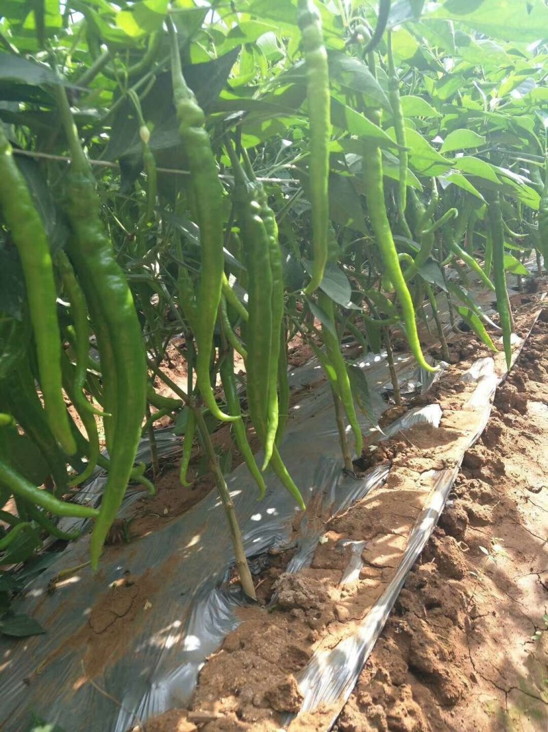 苗厂直供穴盘苗好养活8号辣椒苗价格优惠