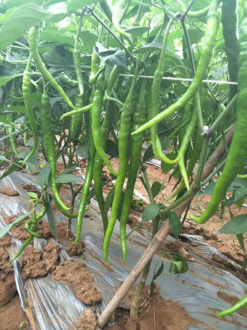 苗厂直供穴盘苗好养活8号辣椒苗价格优惠
