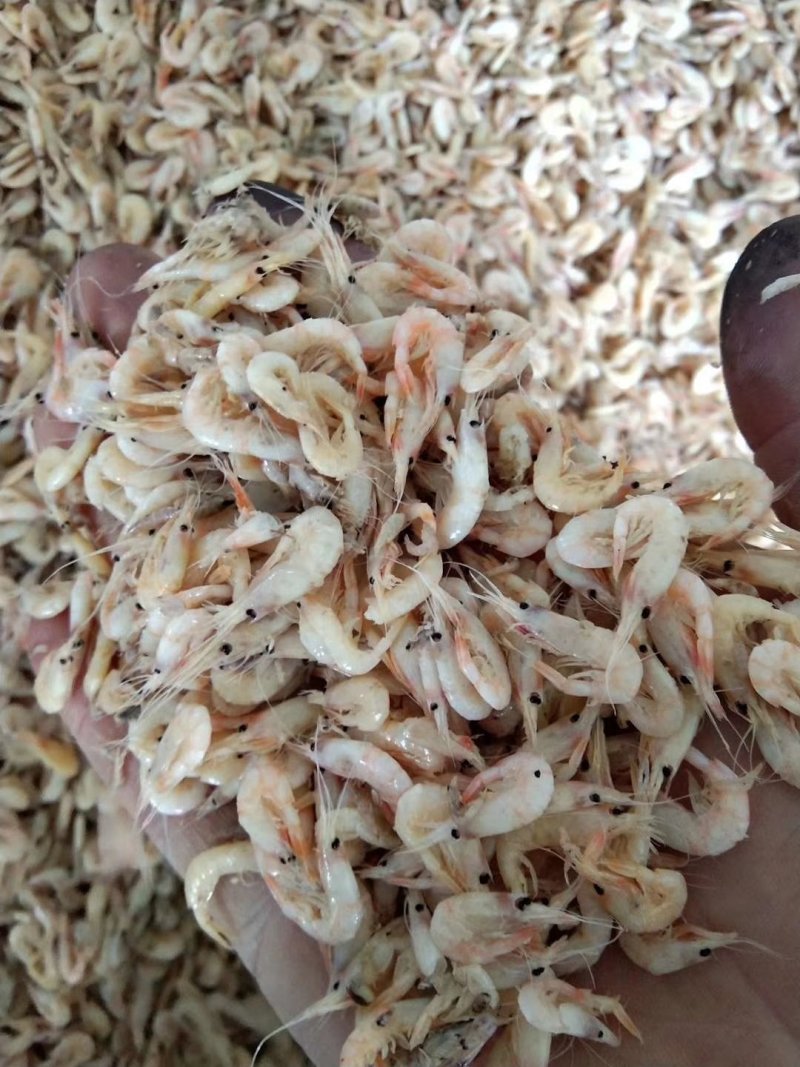蹦虾，麦秆虾，大量现货，工厂直销，有量有价，大量处理。