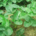 章姬草莓苗甜宝草莓苗奶油草莓苗基地直发现挖现发包邮