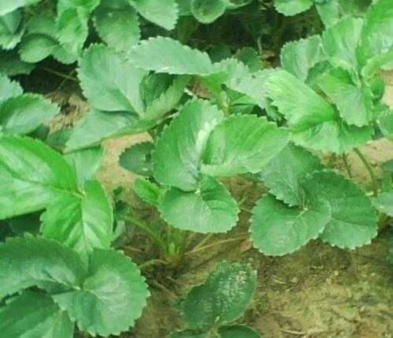 章姬草莓苗甜宝草莓苗奶油草莓苗基地直发现挖现发包邮