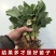 章姬草莓苗甜宝草莓苗奶油草莓苗基地直发现挖现发包邮