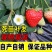 章姬草莓苗甜宝草莓苗奶油草莓苗基地直发现挖现发包邮