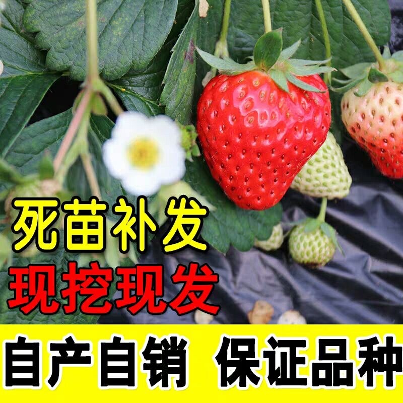 章姬草莓苗甜宝草莓苗奶油草莓苗基地直发现挖现发包邮