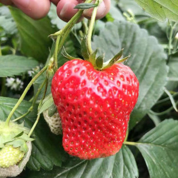 章姬草莓苗甜宝草莓苗奶油草莓苗基地直发现挖现发包邮