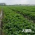 章姬草莓苗甜宝草莓苗奶油草莓苗基地直发现挖现发包邮