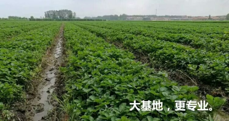 章姬草莓苗甜宝草莓苗奶油草莓苗基地直发现挖现发包邮