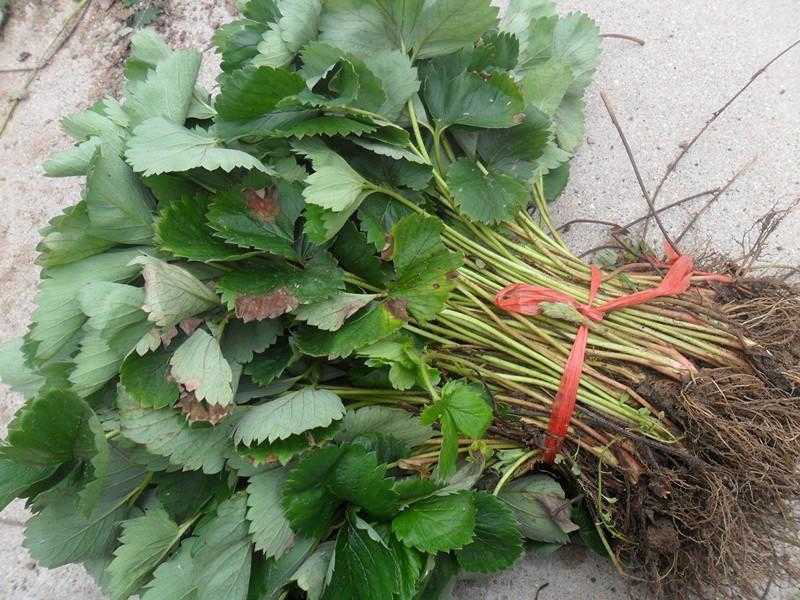章姬草莓苗甜宝草莓苗奶油草莓苗基地直发现挖现发包邮