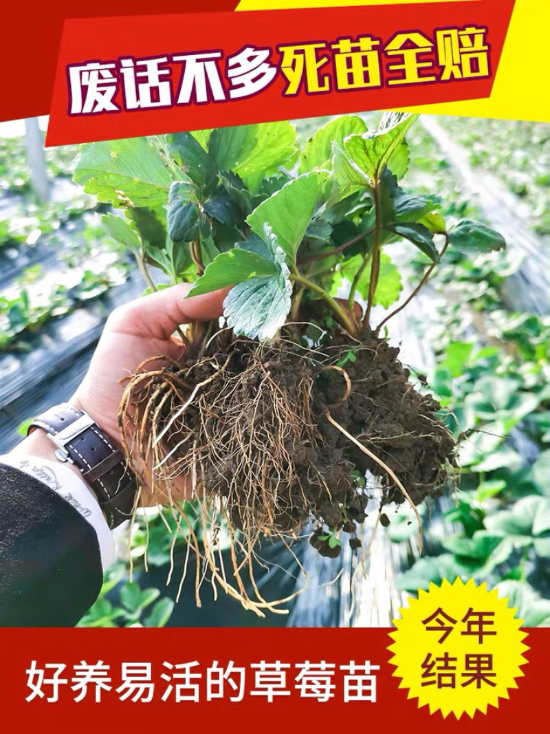 章姬草莓苗甜宝草莓苗奶油草莓苗基地直发现挖现发包邮