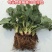 章姬草莓苗甜宝草莓苗奶油草莓苗基地直发现挖现发包邮