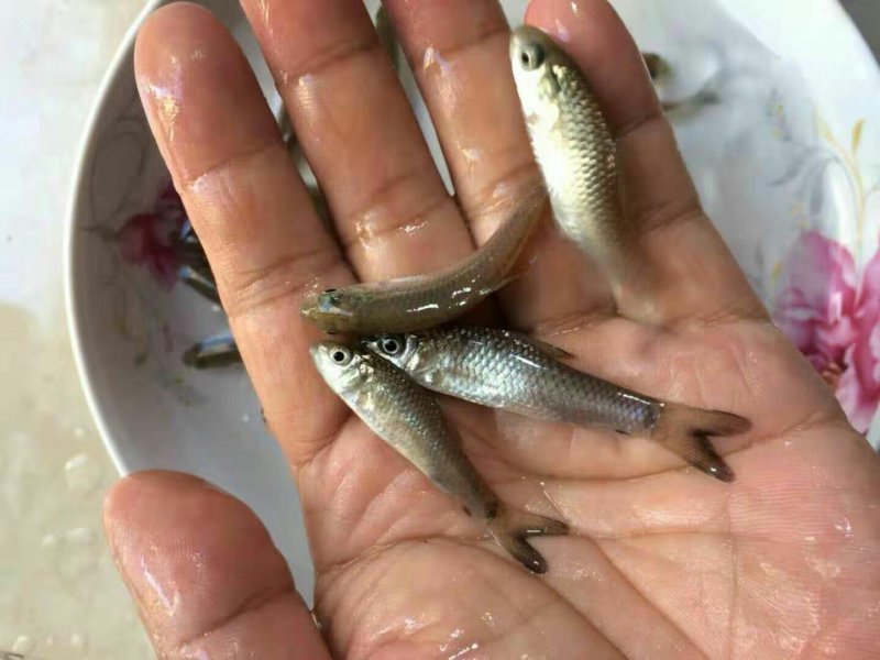 青鱼苗青波鱼苗基地直供