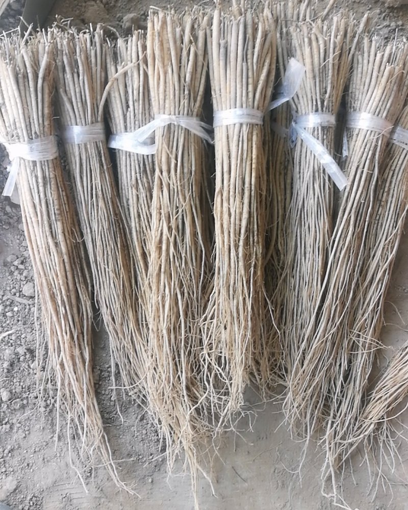黄芪苗，绵黄芪苗，底杆黄芪苗产地供货