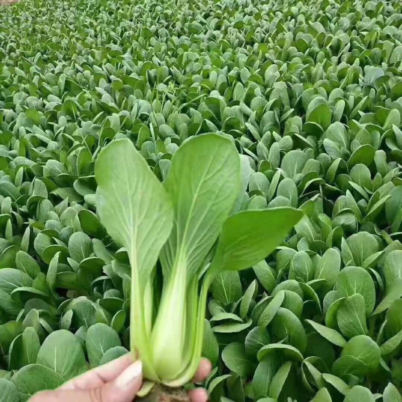 山东曹县上海青基地，常年供应，不断货，诚信经营