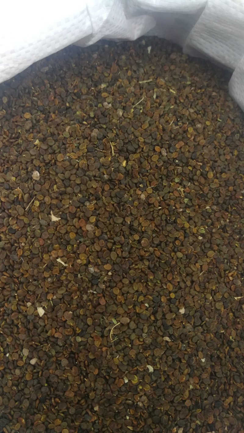 黄芪苗，绵黄芪苗，底杆黄芪苗产地供货