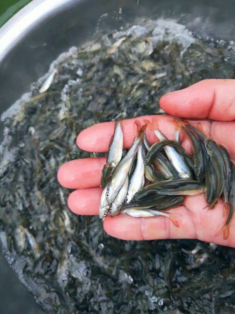 优质淡水银鳕鱼淡水鱼优质淡水银鳕鱼淡水鱼