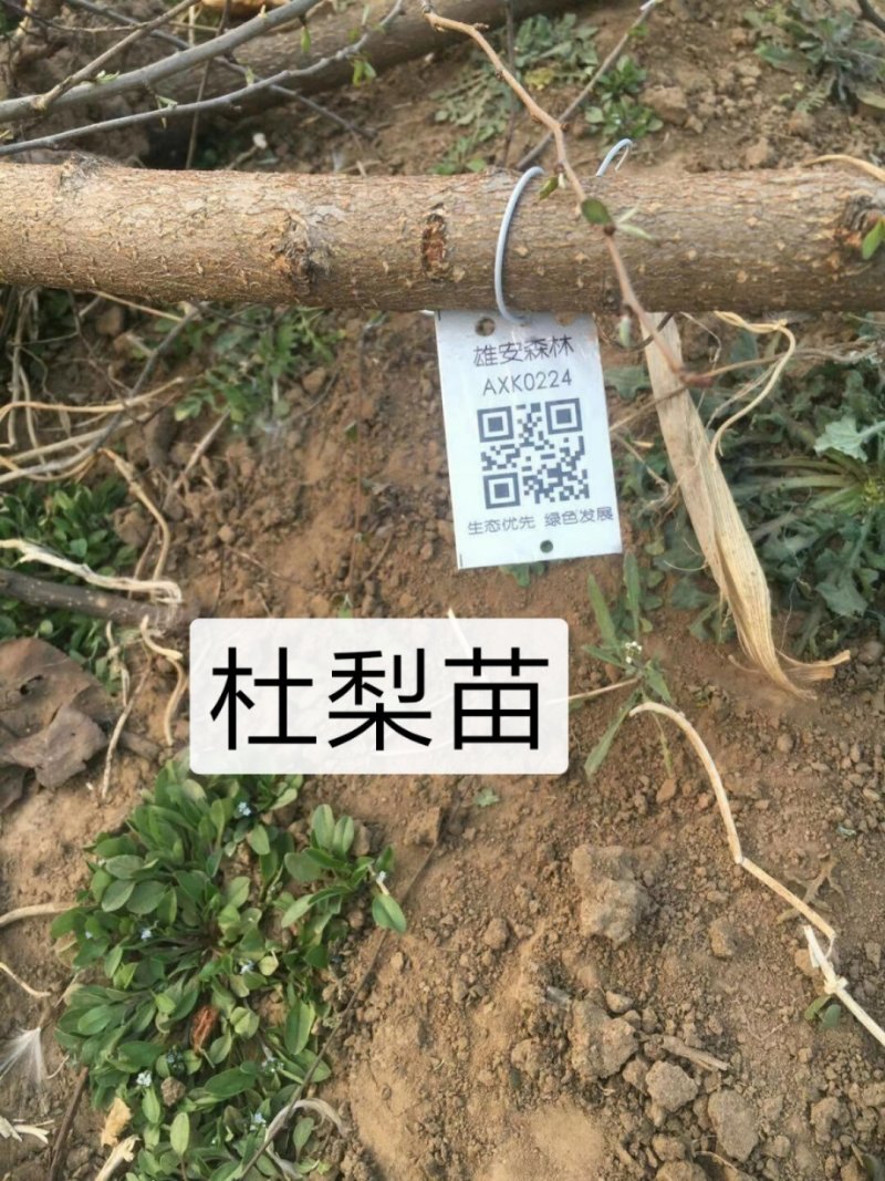 1.5以上杜梨苗，2～4公分，4—10公分杜梨树苗。