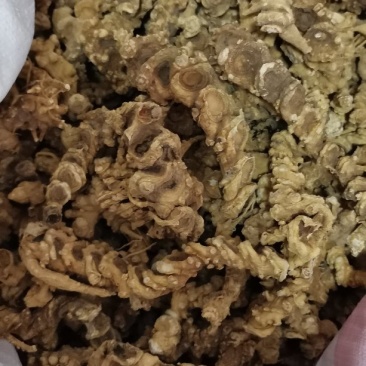 中药材，竹节参（白三七），大叶竹节参，大块茎，干度合格