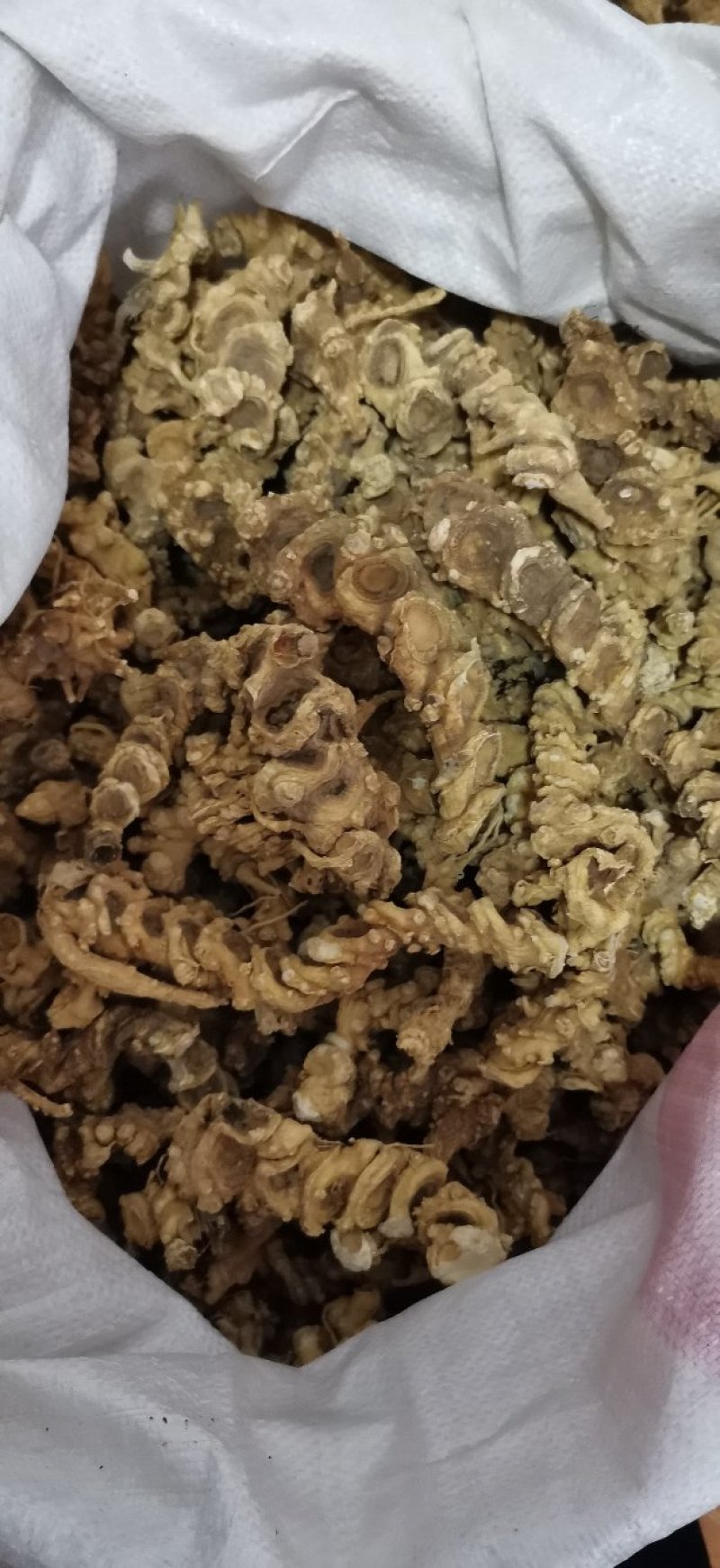 中药材，竹节参（白三七），大叶竹节参，大块茎，干度合格