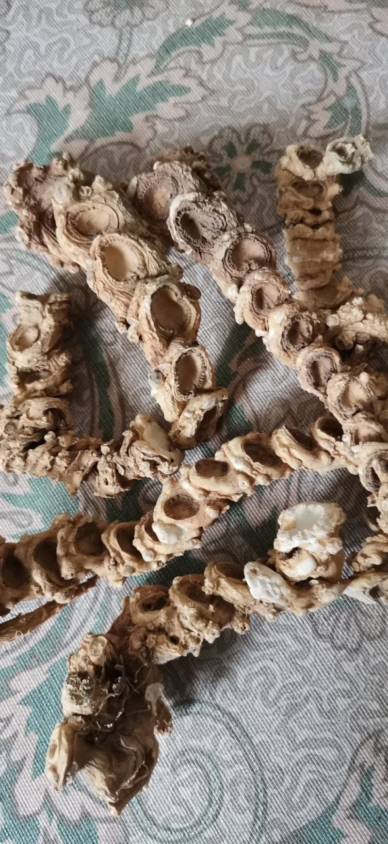 中药材，竹节参（白三七），大叶竹节参，大块茎，干度合格