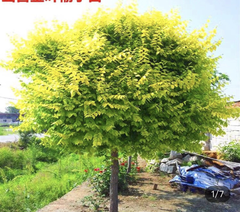 金叶榆球