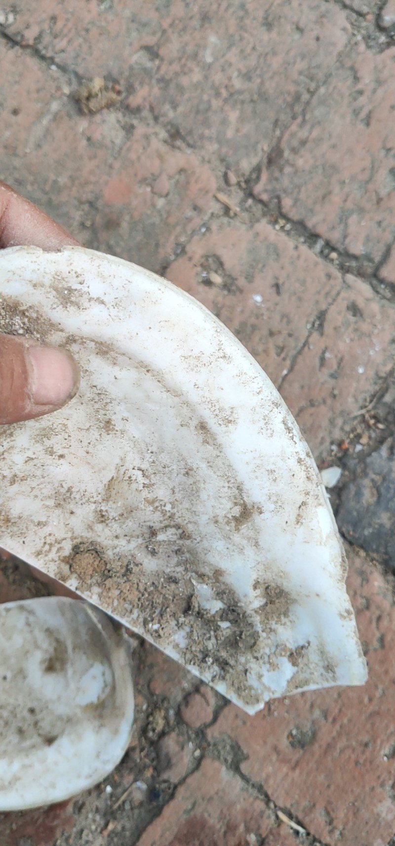 河蚌壳