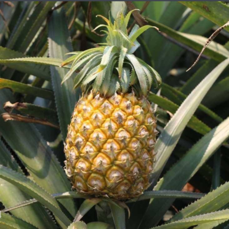 湛江徐闻菠萝