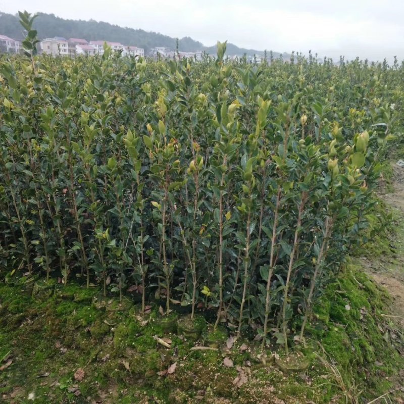 油茶苗。白花软枝嫁接油茶苗高产量的油茶品种