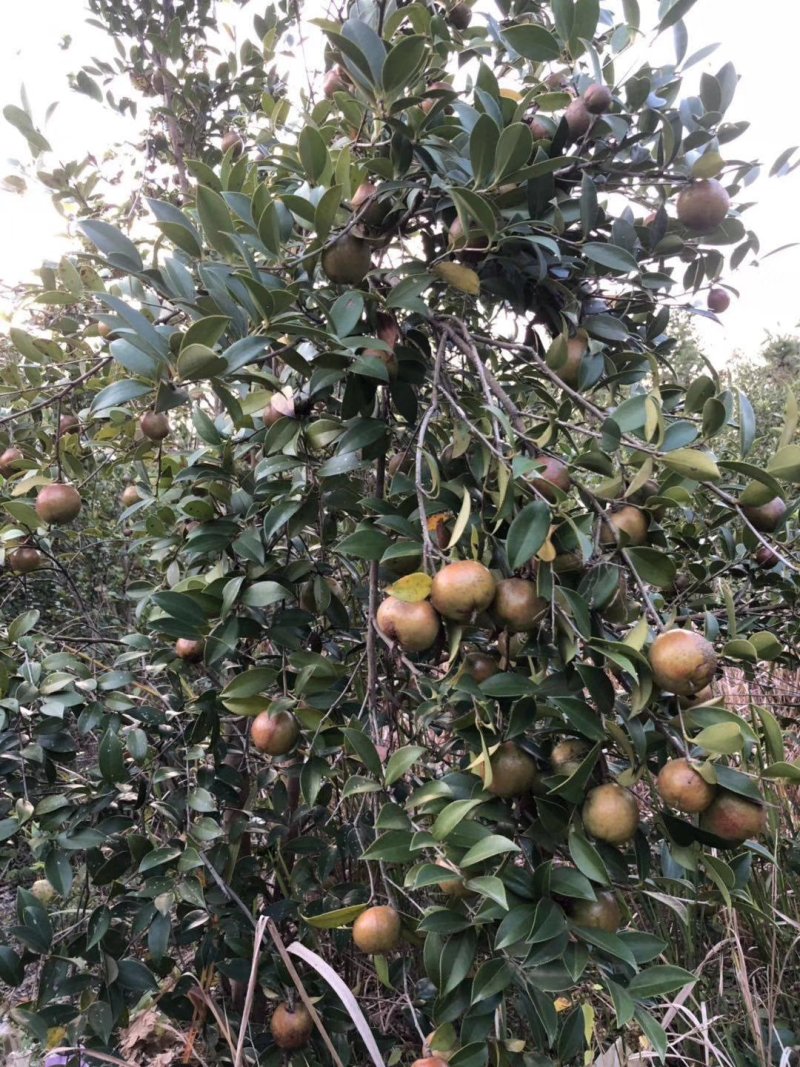 油茶苗。白花软枝嫁接油茶苗高产量的油茶品种