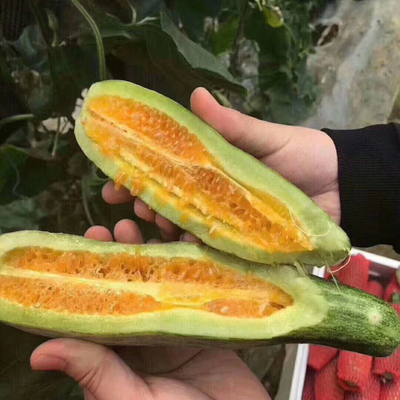 脆甜锦玉羊角蜜甜瓜，口感纯正，质量保证，诚信代办