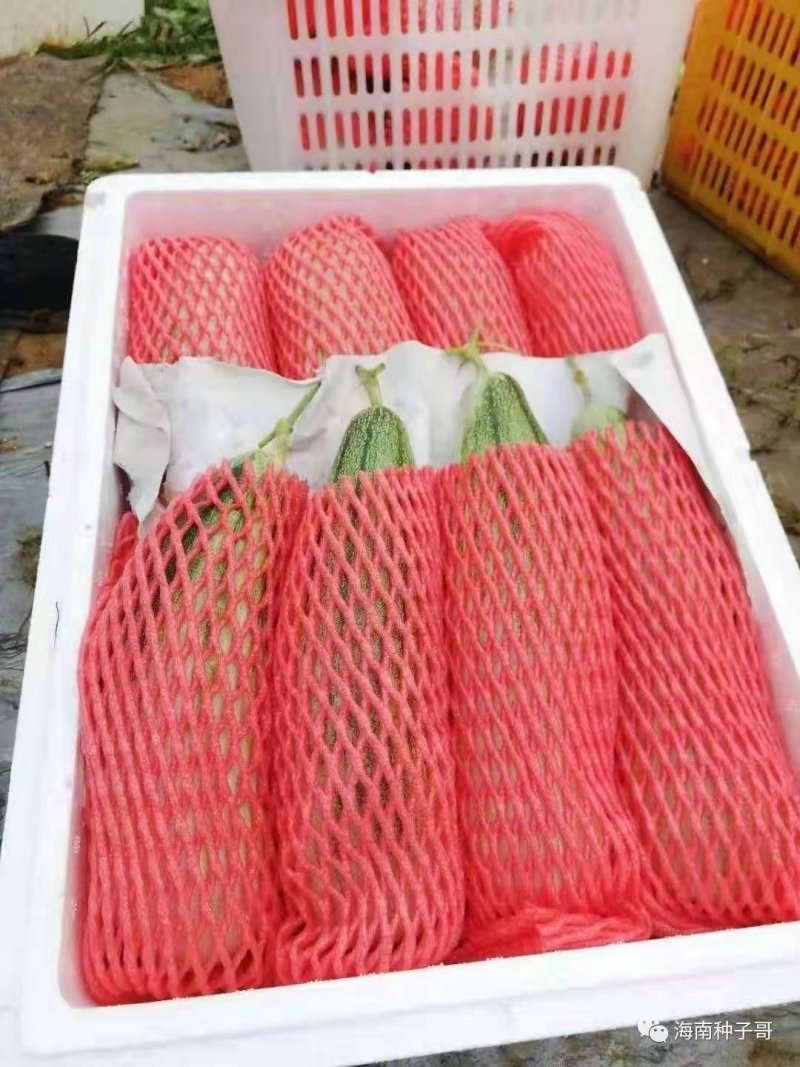 脆甜锦玉羊角蜜甜瓜，口感纯正，质量保证，诚信代办