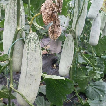 脆甜锦玉羊角蜜甜瓜，口感纯正，质量保证，诚信代办