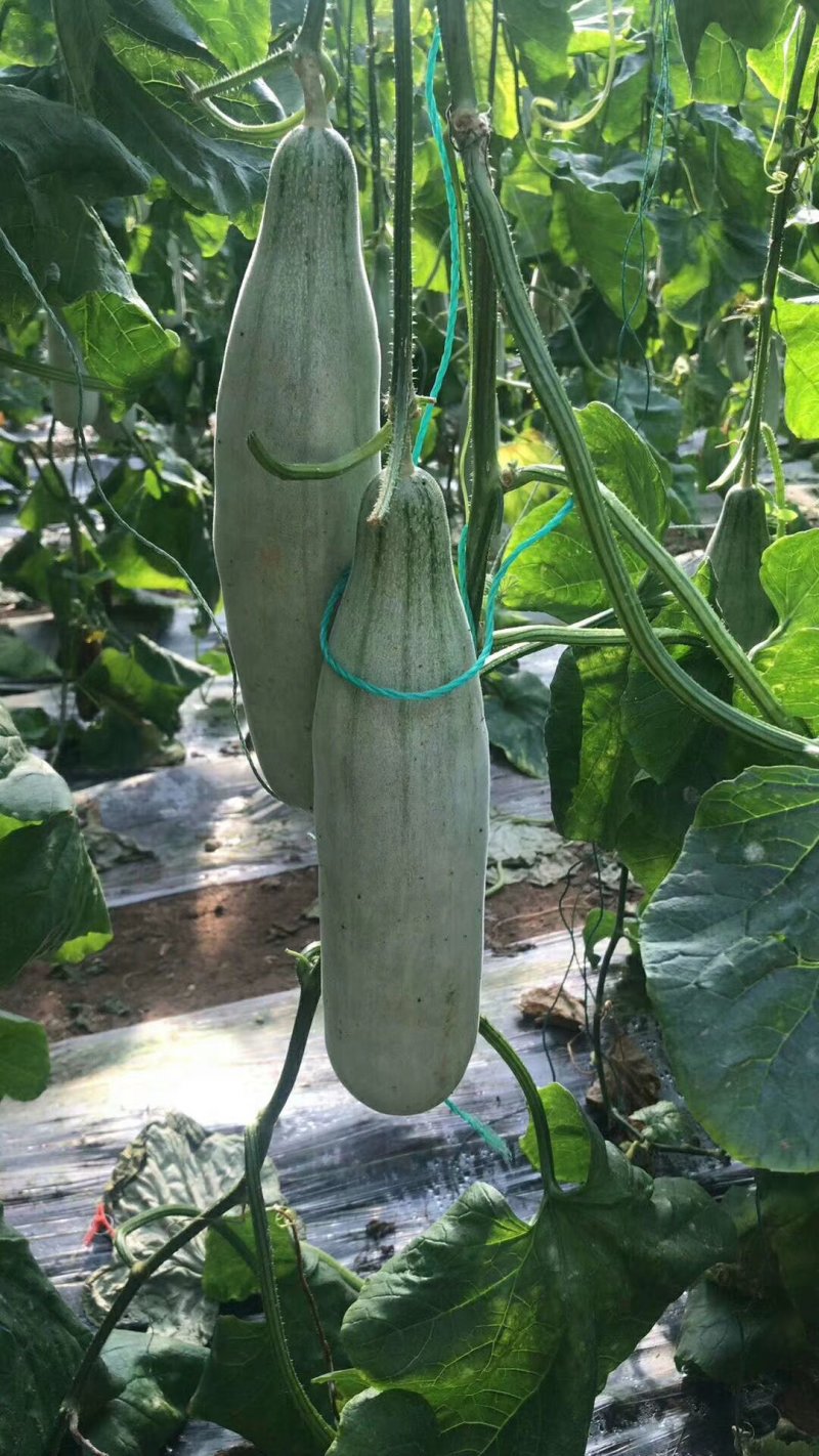 脆甜锦玉羊角蜜甜瓜，口感纯正，质量保证，诚信代办