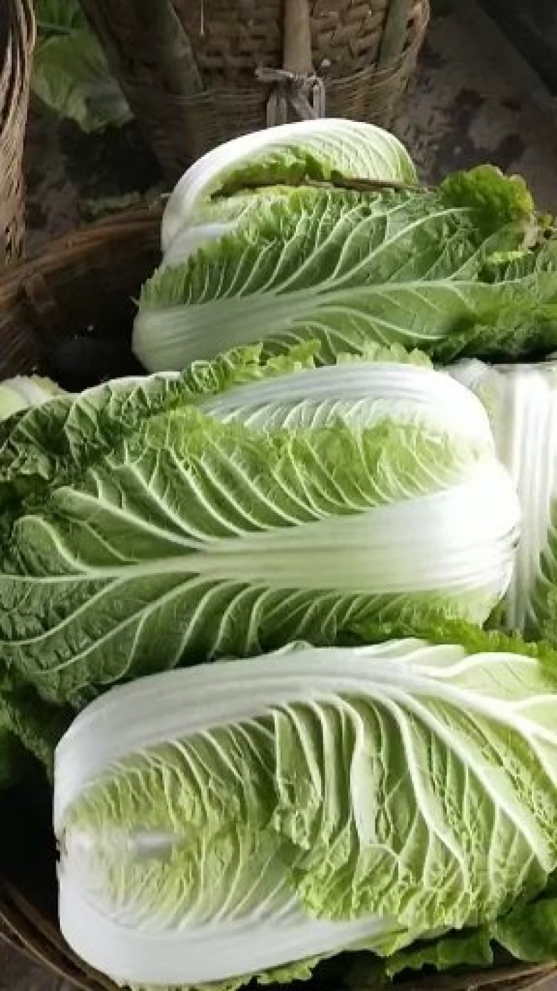 大白菜，儿菜，包菜