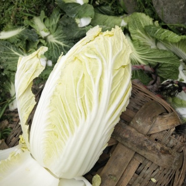 大白菜，儿菜，包菜