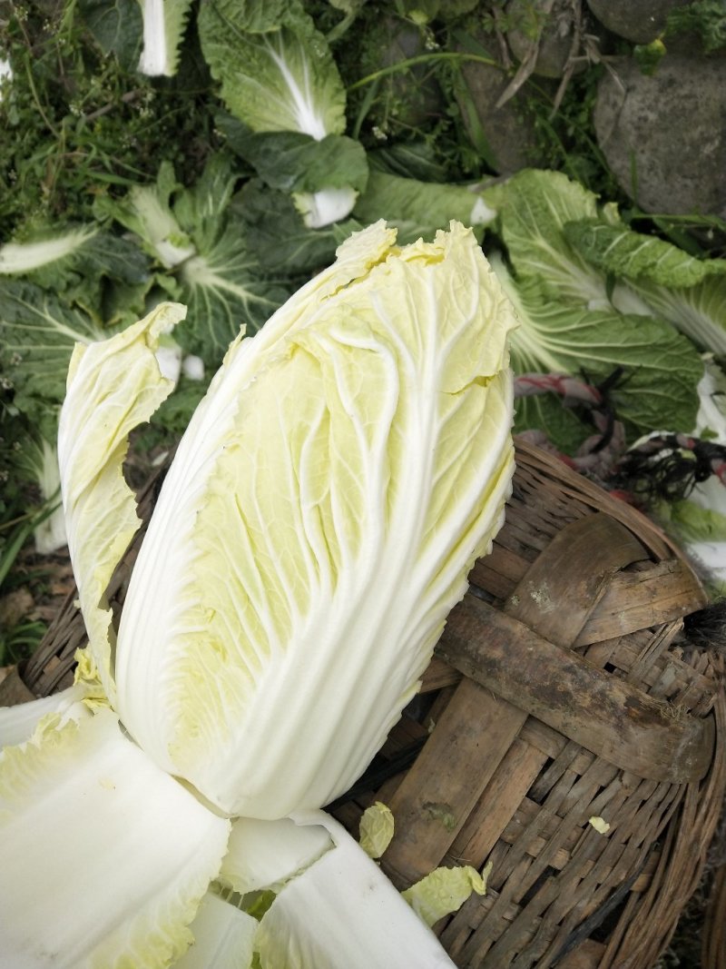 大白菜，儿菜，包菜