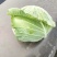 大白菜，儿菜，包菜