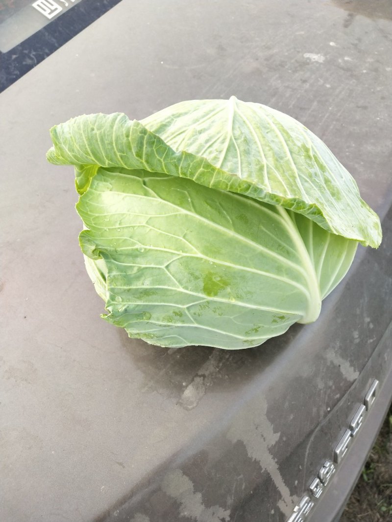 大白菜，儿菜，包菜