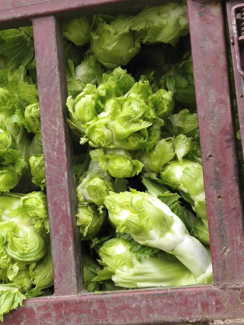 大白菜，儿菜，包菜
