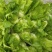 大白菜，儿菜，包菜