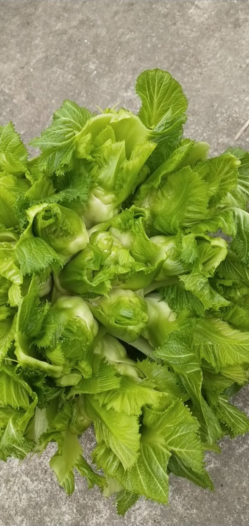 大白菜，儿菜，包菜