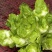 大白菜，儿菜，包菜