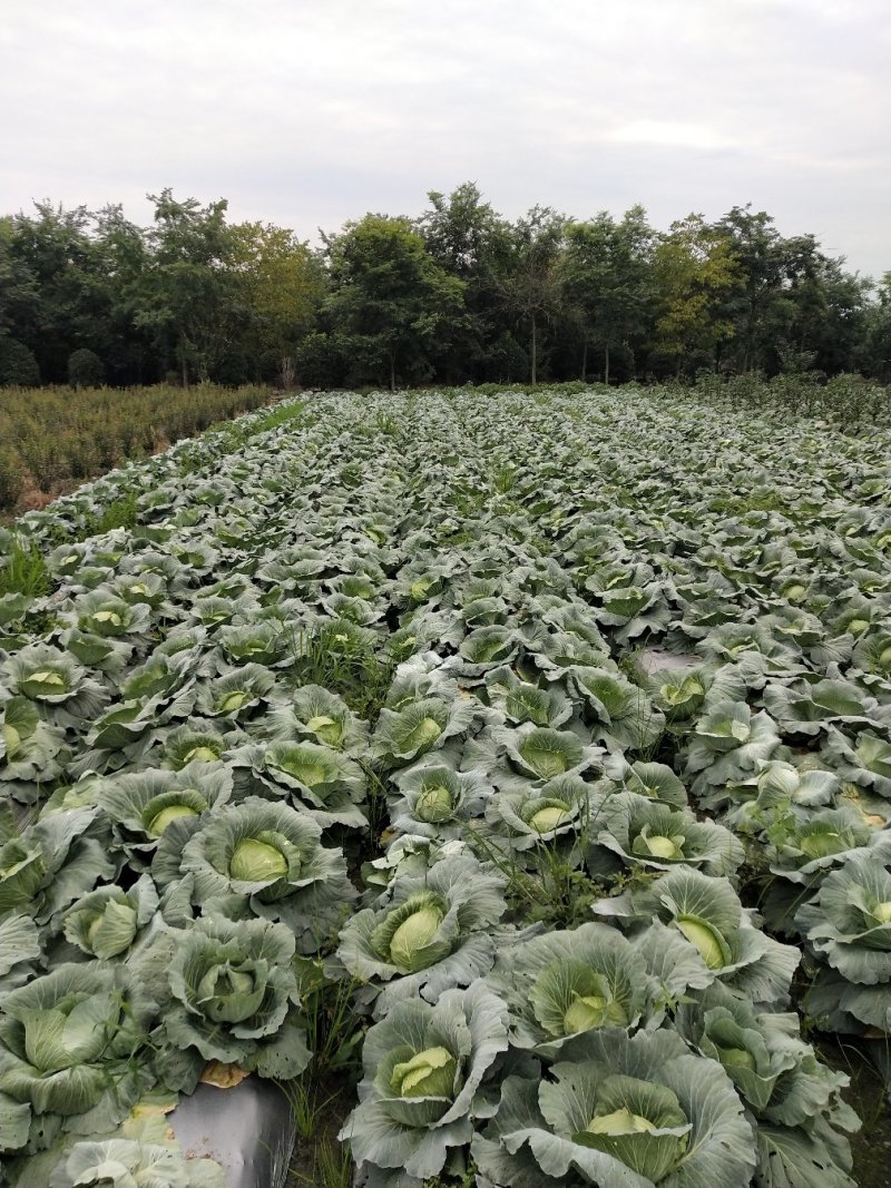 大白菜，儿菜，包菜