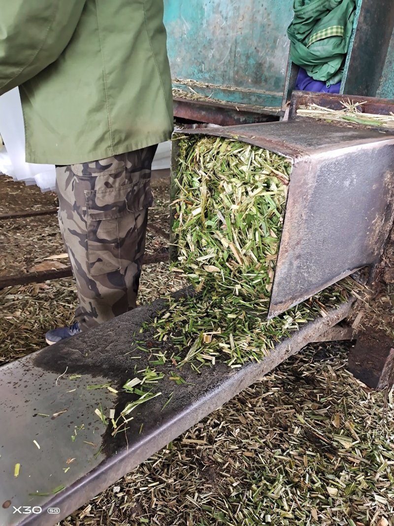 马牛羊青贮草料