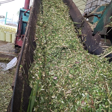 马牛羊青贮草料