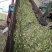 马牛羊青贮草料